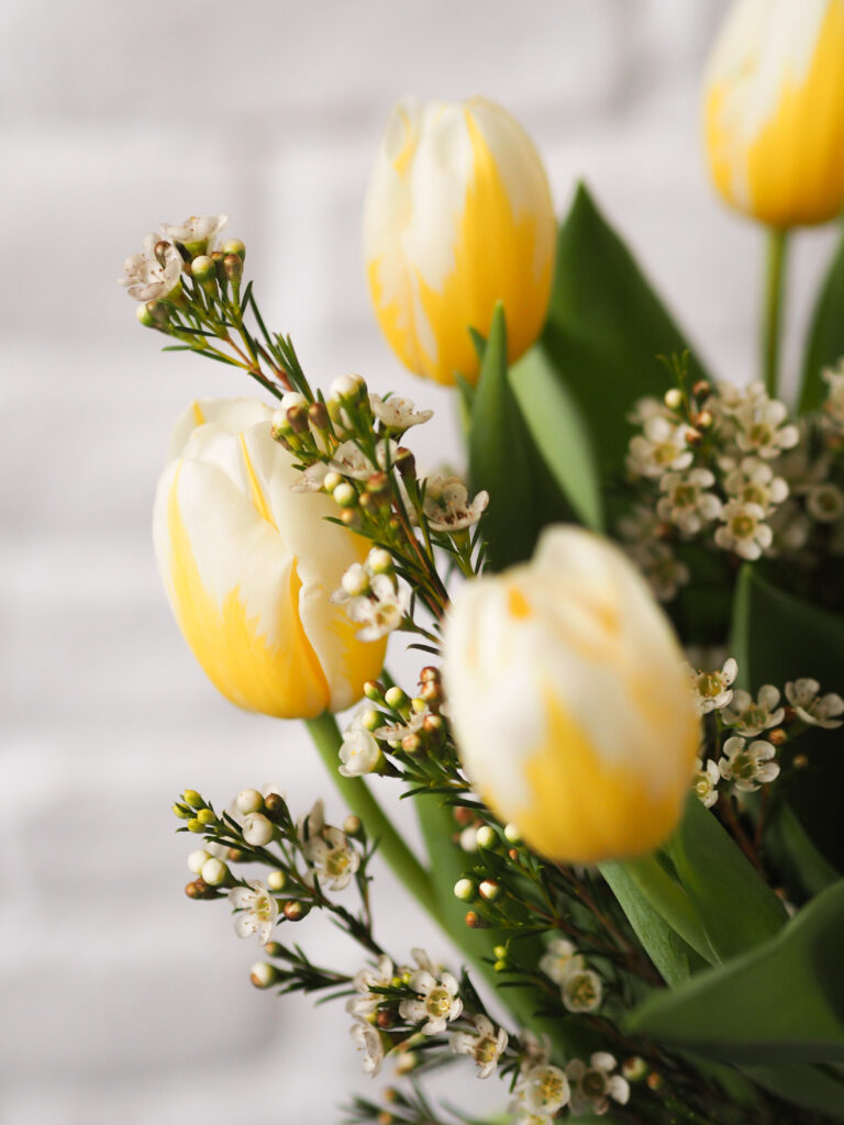 Tulipes blanches et jaunes